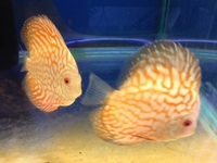 THE BEST VALUE AND QUALITY DISCUS FROM CHILTON AQUATICS. BIGGER SIZES AT BETTER PRICES.
