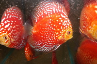 DISCUS FOR THE DISCERNING Facebook Group