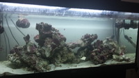 Indonesian Live Rock 28kg and Live Sand 15kg