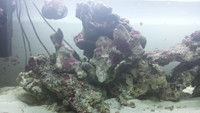 Indonesian Live Rock 28kg and Live Sand 15kg