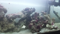 Indonesian Live Rock 28kg and Live Sand 15kg