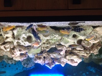 Fish tank and cabinet set up