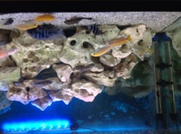 Fish tank and cabinet set up