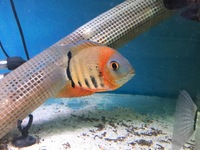 Maidenhead Aquatics at Worthing Stock List UPDATED 16/01/16
