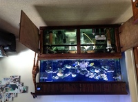live rock, fish and corals