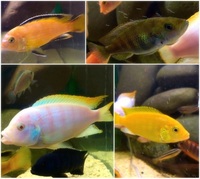 African cichlids Malawi cichlids