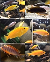 African cichlids Malawi cichlids
