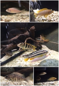 African cichlids Malawi cichlids