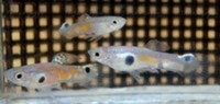 we have for sale a group of 30 Juvenile Singapore Wild Endlers.