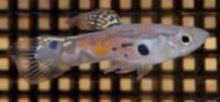 we have for sale a group of 30 Juvenile Singapore Wild Endlers.