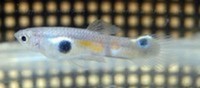 we have for sale a group of 30 Juvenile Singapore Wild Endlers.