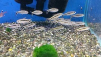Blackwood tropical fish