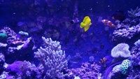 Marine fish in Full Set up inc corals 800