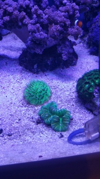 Marine fish in Full Set up inc corals 800