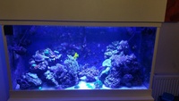 Marine fish in Full Set up inc corals 800