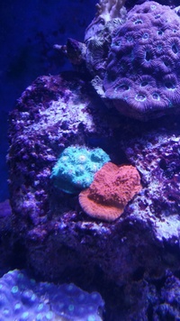 Marine fish in Full Set up inc corals 800