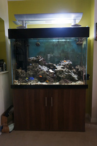 Large Custom Built Seabray Dolphin Aquarium 122cm x 75cm Glass at Front