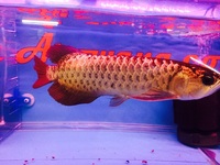 BLUE BASE THICK FRAME CROSSBACK ASIAN AROWANA
