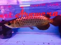 BLUE BASE THICK FRAME CROSSBACK ASIAN AROWANA