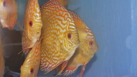 discus fish RED MELON-KOBALT-PIGEON BLOOD-BLUE DIAMOND-CZEKEBORD-RED TURQ-TAIGER TURQ
