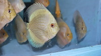 discus fish RED MELON-KOBALT-PIGEON BLOOD-BLUE DIAMOND-CZEKEBORD-RED TURQ-TAIGER TURQ