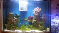 Seahorse set up 190L £550