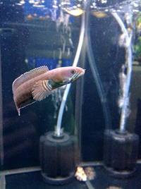The Aquatic Store Bristol - Specialist Freshwater Retailer - Full stock list - 22.04.17
