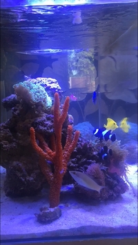 Marine aquarium