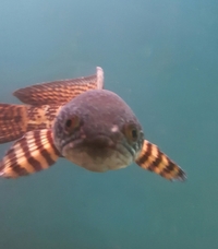 boddington koi,tropical and coldwater fish.oddballs,plecs,channa,aquatic shop