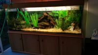 Large teak veneered aquarium cabinet (4 cupboards ) and lid. Cardiff