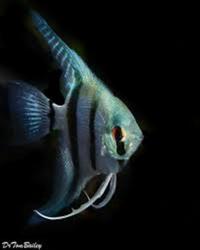 Kenny Blue Angelfish