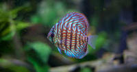 Kenny Blue Angelfish