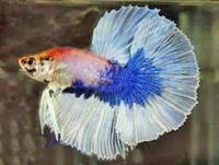 Kenny Blue Angelfish