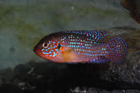Jewel cichlids