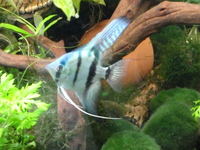Jewel cichlids