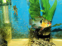 Jewel cichlids