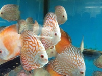 NORTH EAST DISCUS AT CHILTON AQUATICS. SIMPLY THE BEST PRICES FROM AN ESTABLISHED FAMILY RUN RETAILER