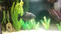 10 inch rhombeus (black piranha ) £120