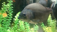 10 inch rhombeus (black piranha ) £120