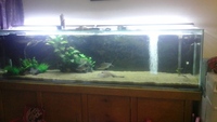 BIG BIG TANK for sale got to go complete set up. ..