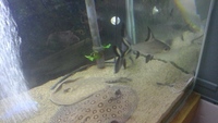 BIG BIG TANK for sale got to go complete set up. ..