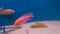 malawi cichlids