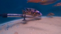 malawi cichlids