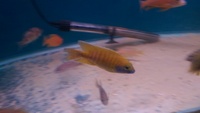 malawi cichlids