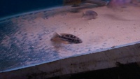 malawi cichlids