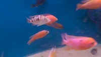 malawi cichlids