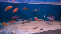 malawi cichlids
