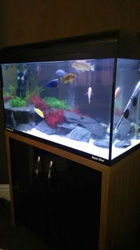 3ft modern tank+unit with complete Malawi cichlid set up