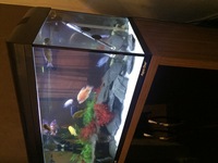 3ft modern tank+unit with complete Malawi cichlid set up