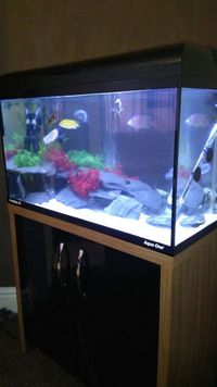 3ft modern tank+unit with complete Malawi cichlid set up